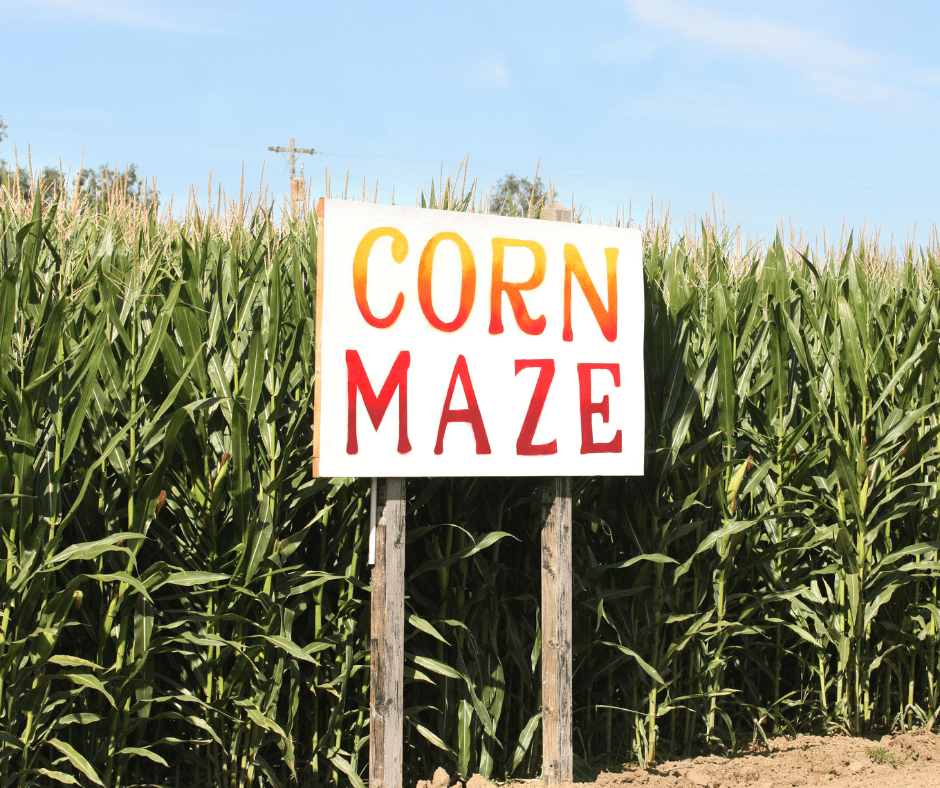 corn maze fall activity 